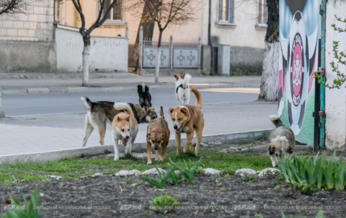 Отлов собак в Бельцах: номер приюта, куда сообщить об агрессивных псах