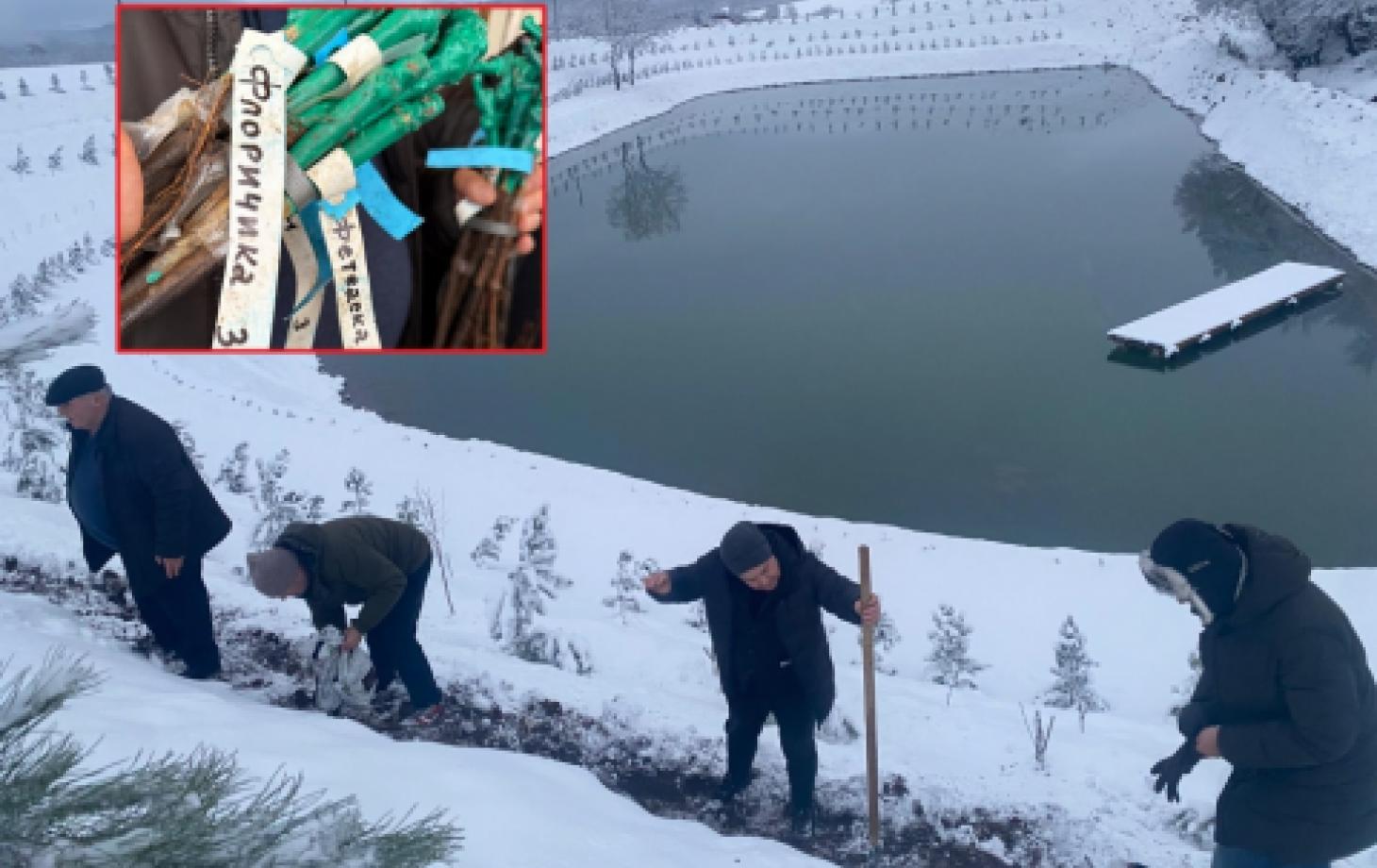 В Азербайджане на территории курорта высадили виноград из Молдовы