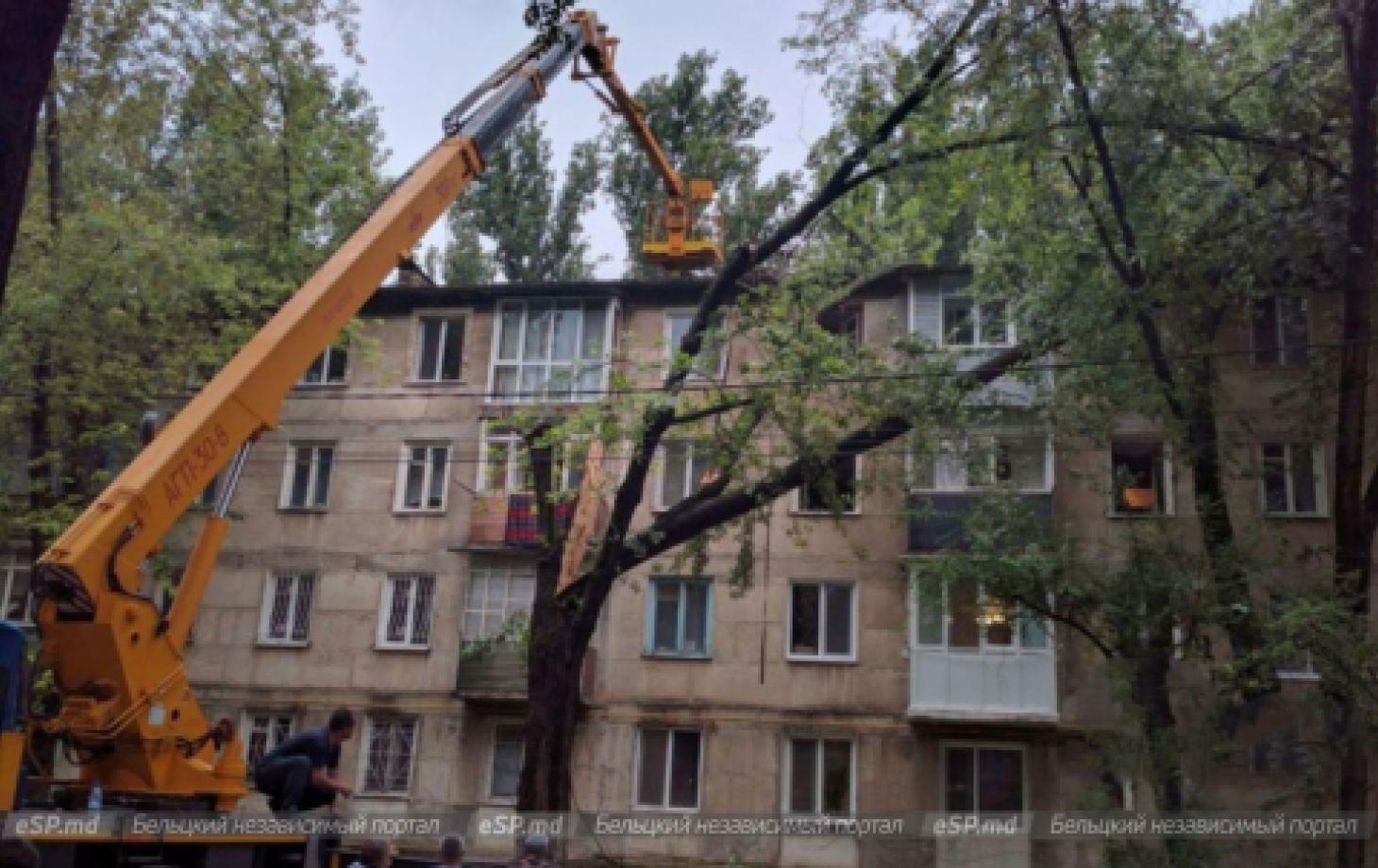 Почему долго выполняются заявки по обрезке деревьев?