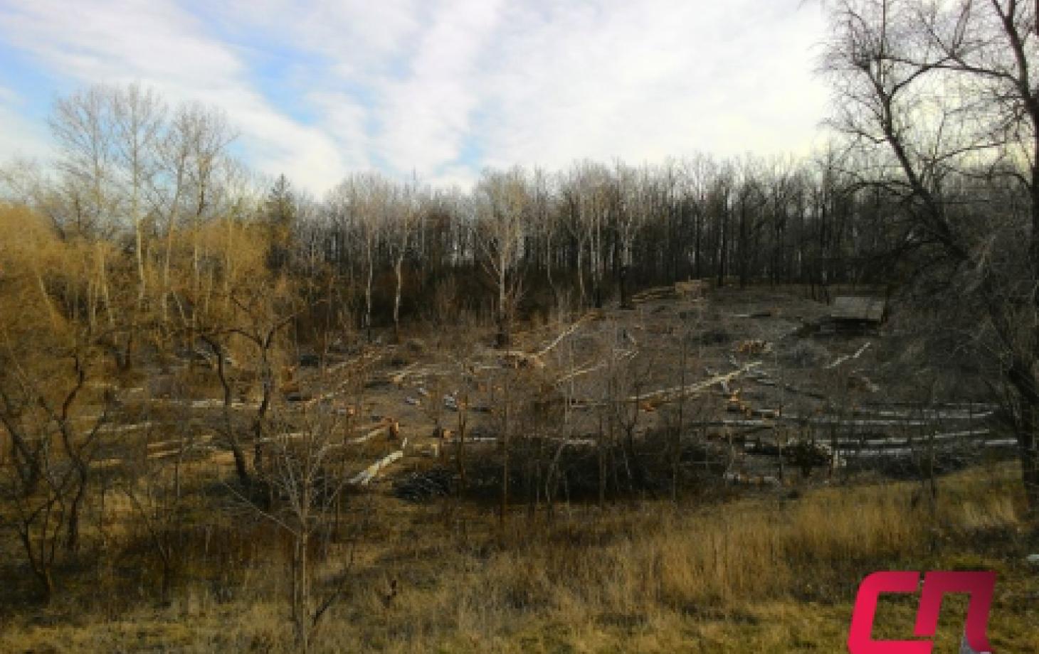 Вырубка деревьев на Комсомольском озере