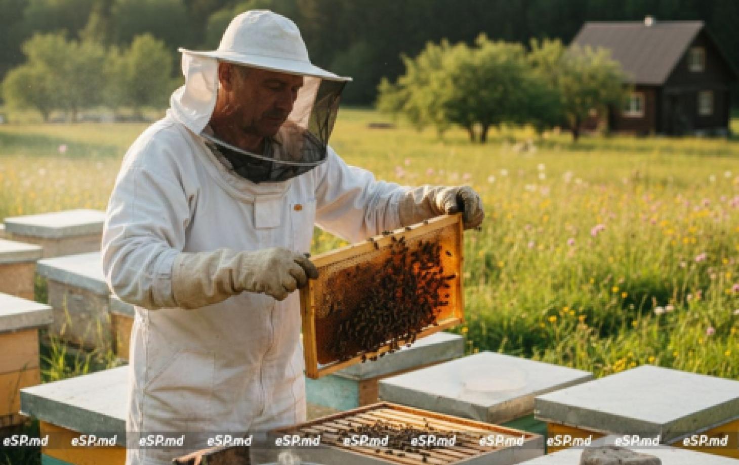 Молдавские пчеловоды в 2025 году собрали минимум мёда за 15 лет