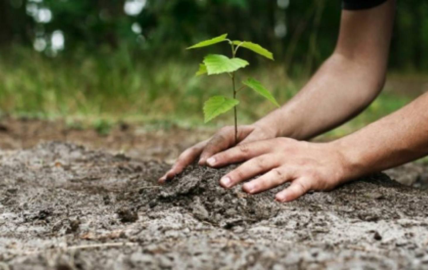 Programul Național de Extindere și Reabilitare a Pădurilor: Ce vizează și când va fi lansat