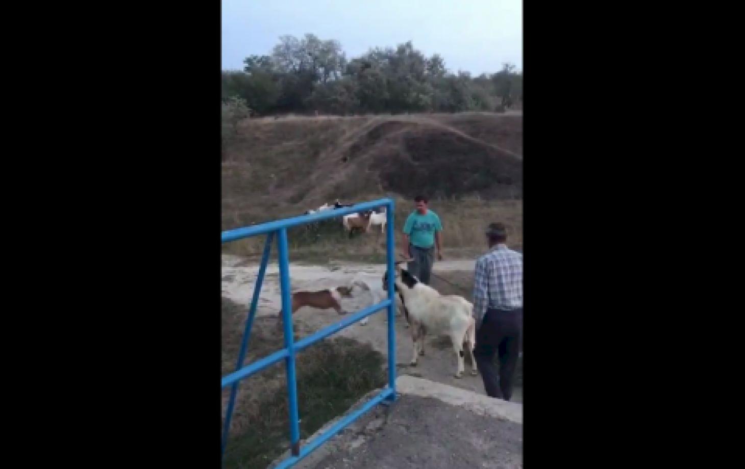 Бельчане: на городском озере хозяин натравил бойцовскую собаку на других  животных | СП - Новости Бельцы Молдова