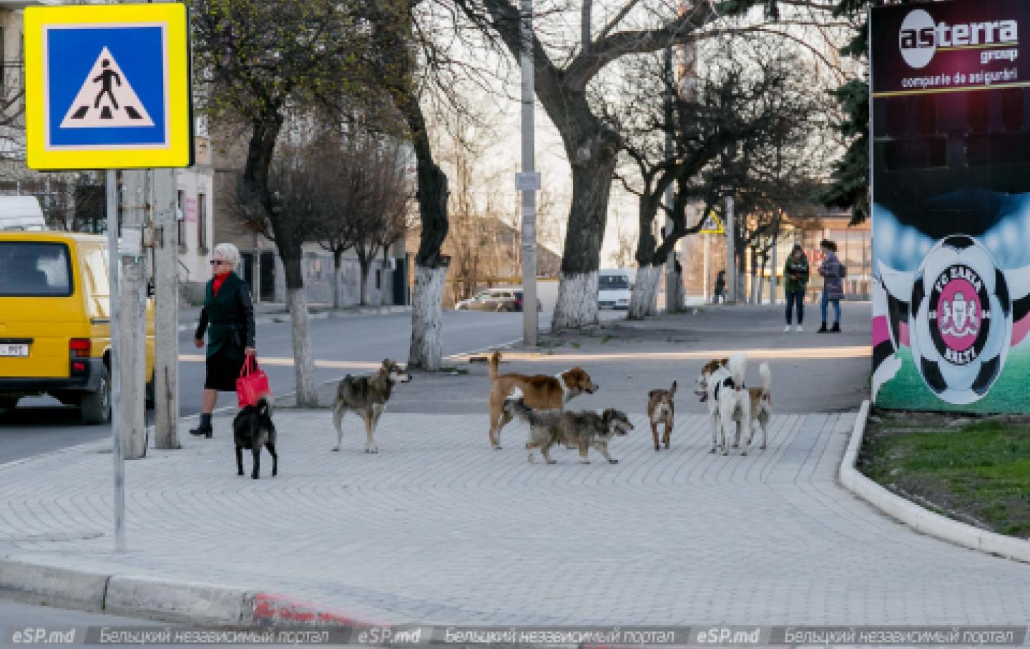 Как защититься от нападения собак? | СП - Новости Бельцы Молдова