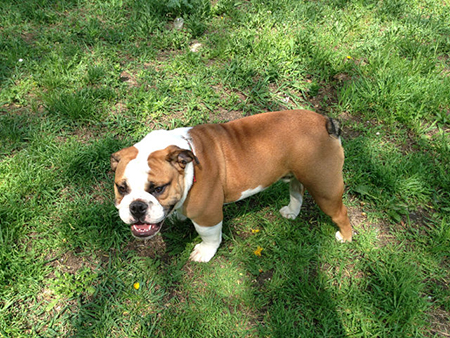 Конкурс для братьев наших меньших! фото 2