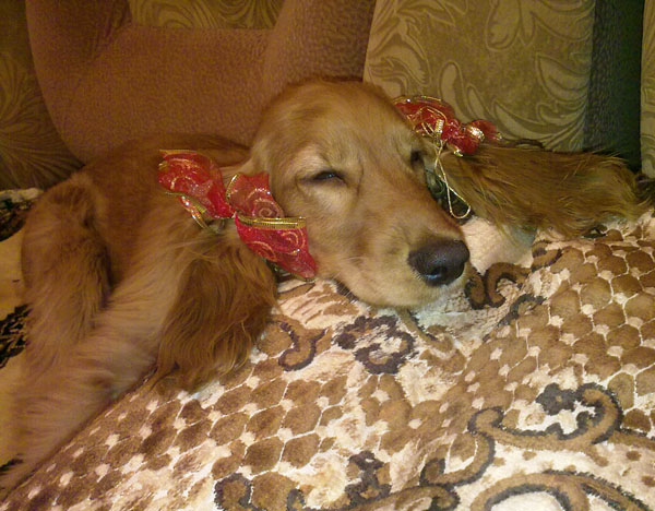 Конкурс для питомцев: На охоту… за призами (+ГОЛОСОВАНИЕ) фото 2