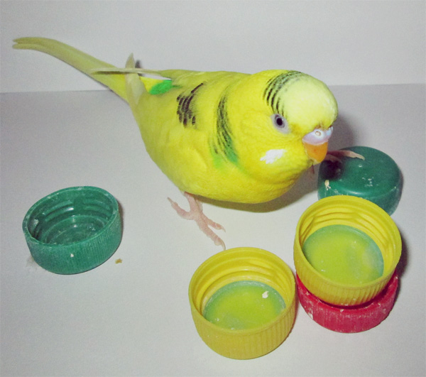 Конкурс для питомцев: Красавчик Рикки, но не Мартин (+ГОЛОСОВАНИЕ)