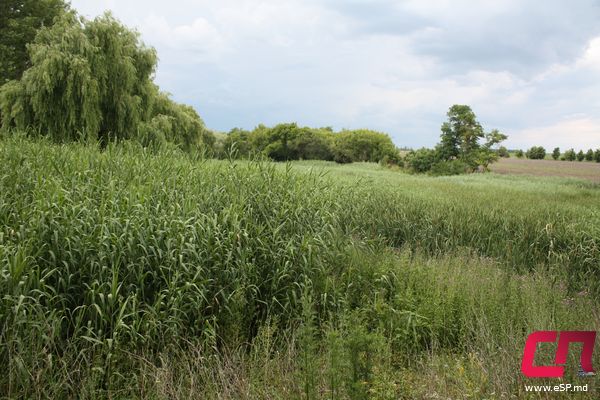 озеро Иванеско Бельцкие водоёмы: гид отдыхающего фото 15