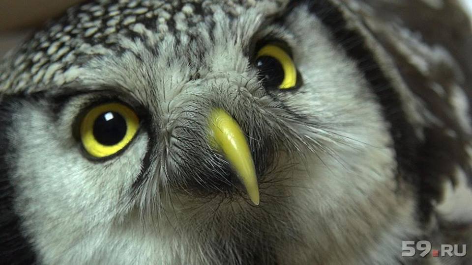 Клуб КИСС приглашает на «Что? Где? Когда?»