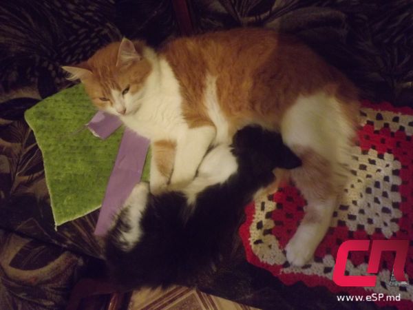 Кошачье чудо природы